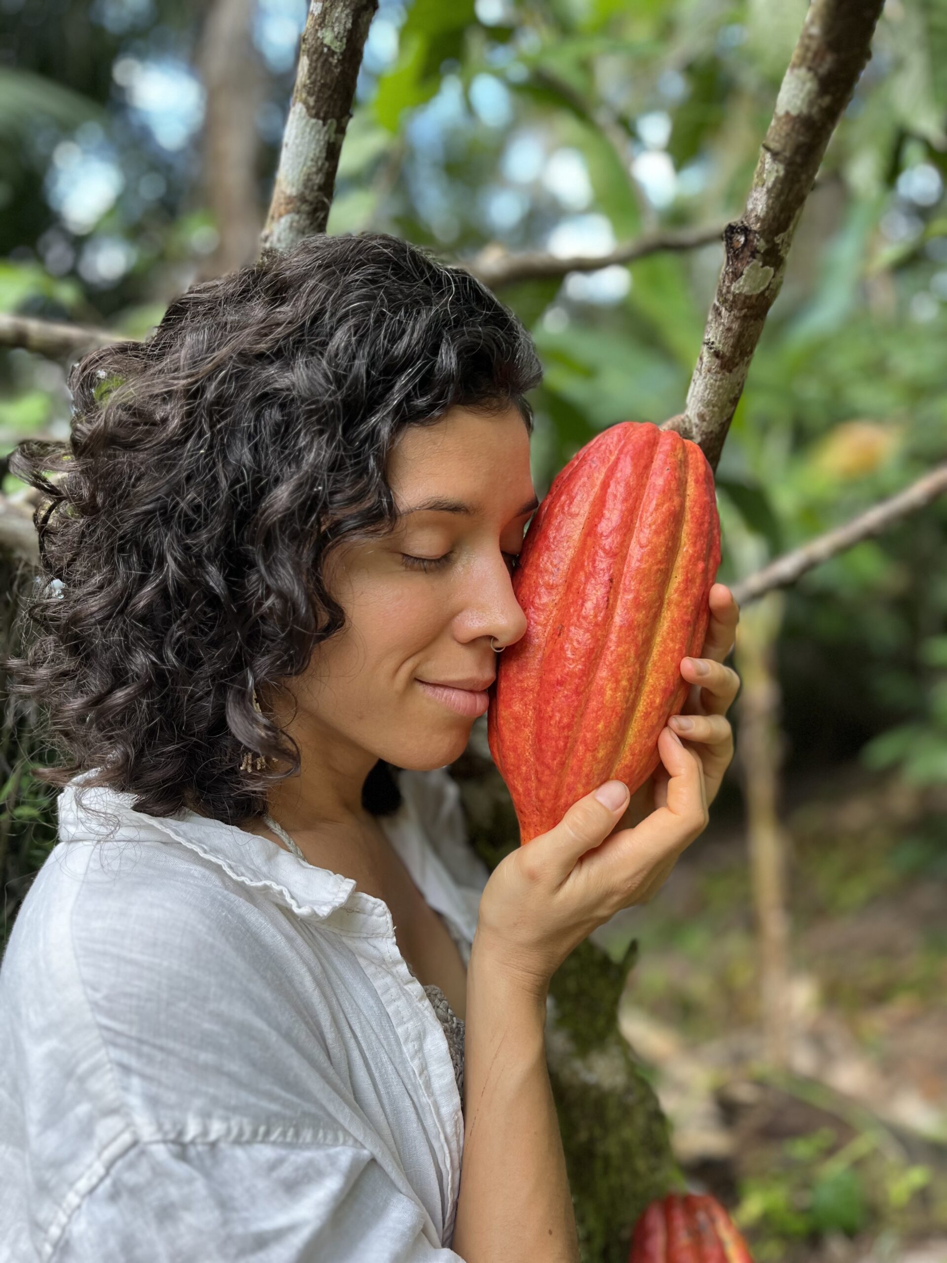 Des carrés de cacao; avec des cabosses et des fèves