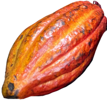 Cabosse orange