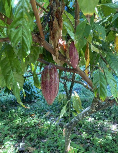 Cabosses sur un cacaoyer