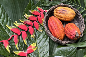 Cérémonie du Cacao