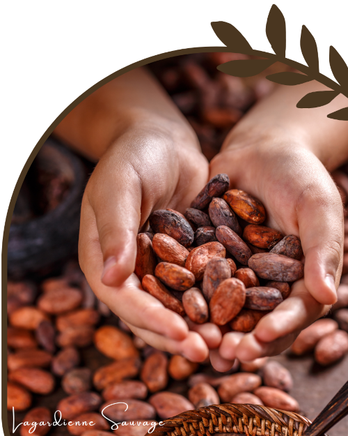 des mains qui tiennent des fèves de cacao